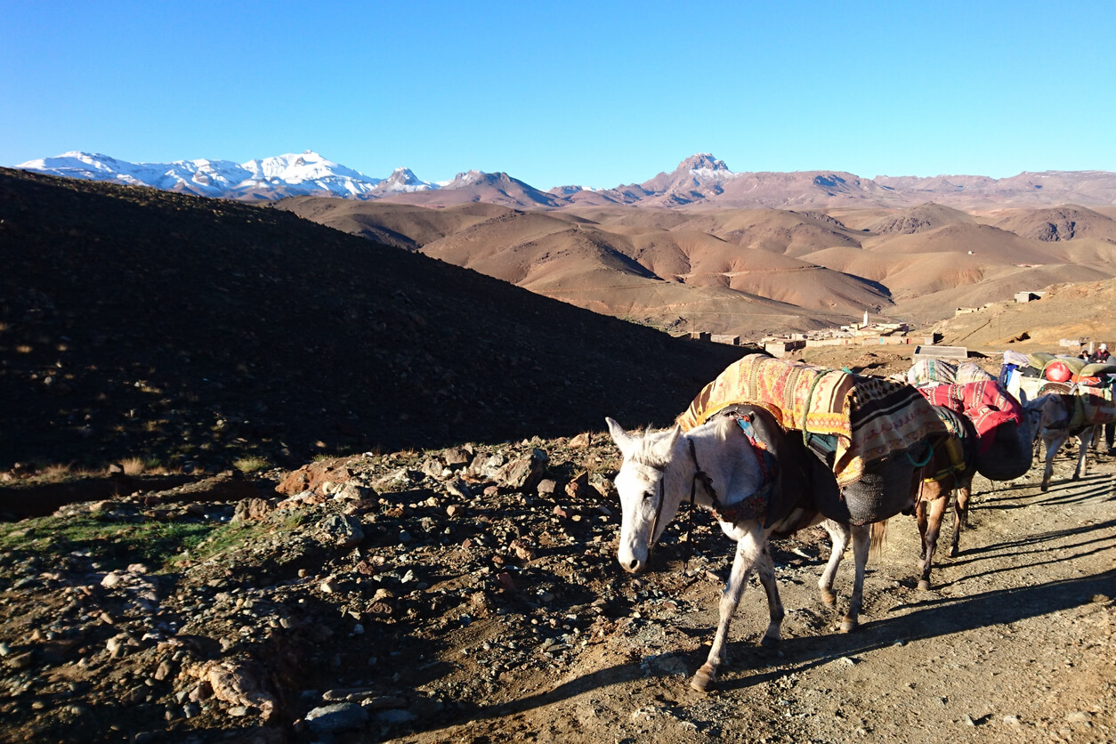 Mules dans l'Atlas au Maroc