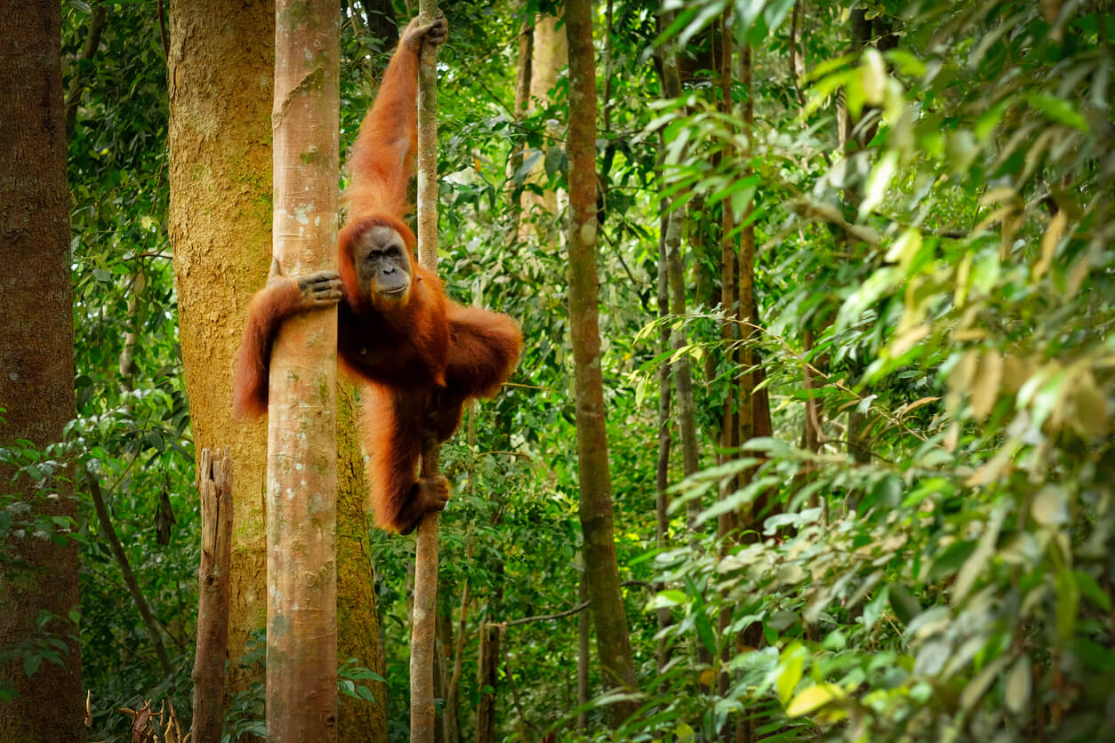 Bornéo et ses orangs-outans