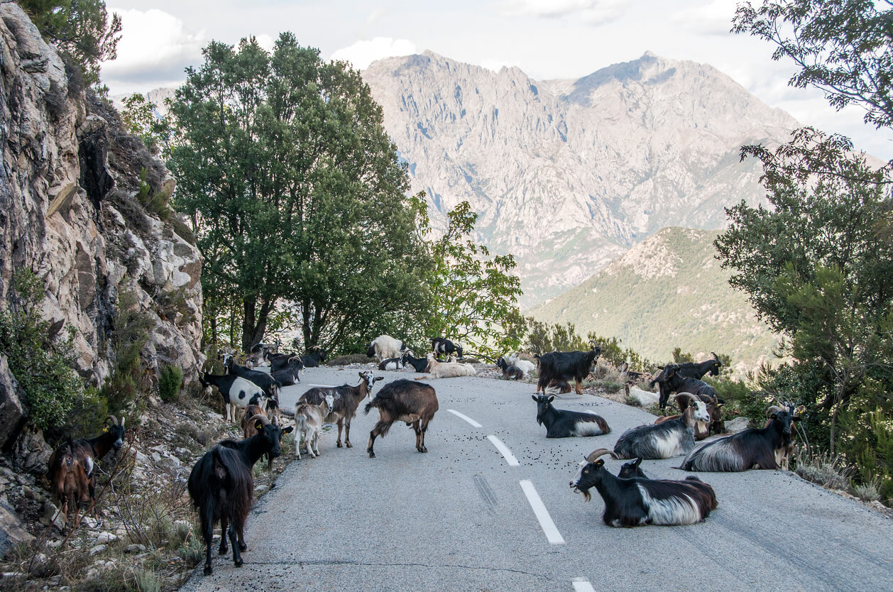 Chèvres sur la route en Corse