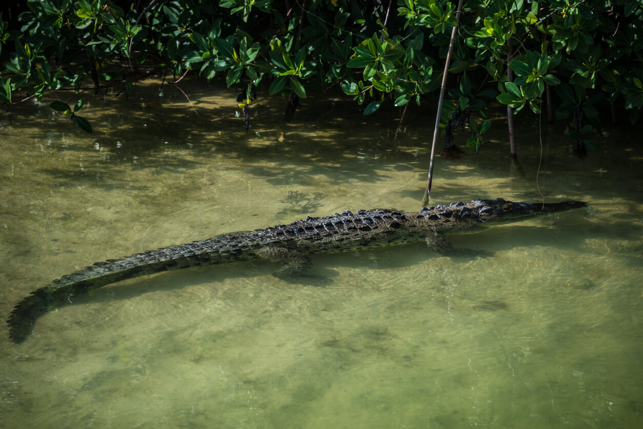 Voir des crocodiles dans la réserve de Sian Ka an