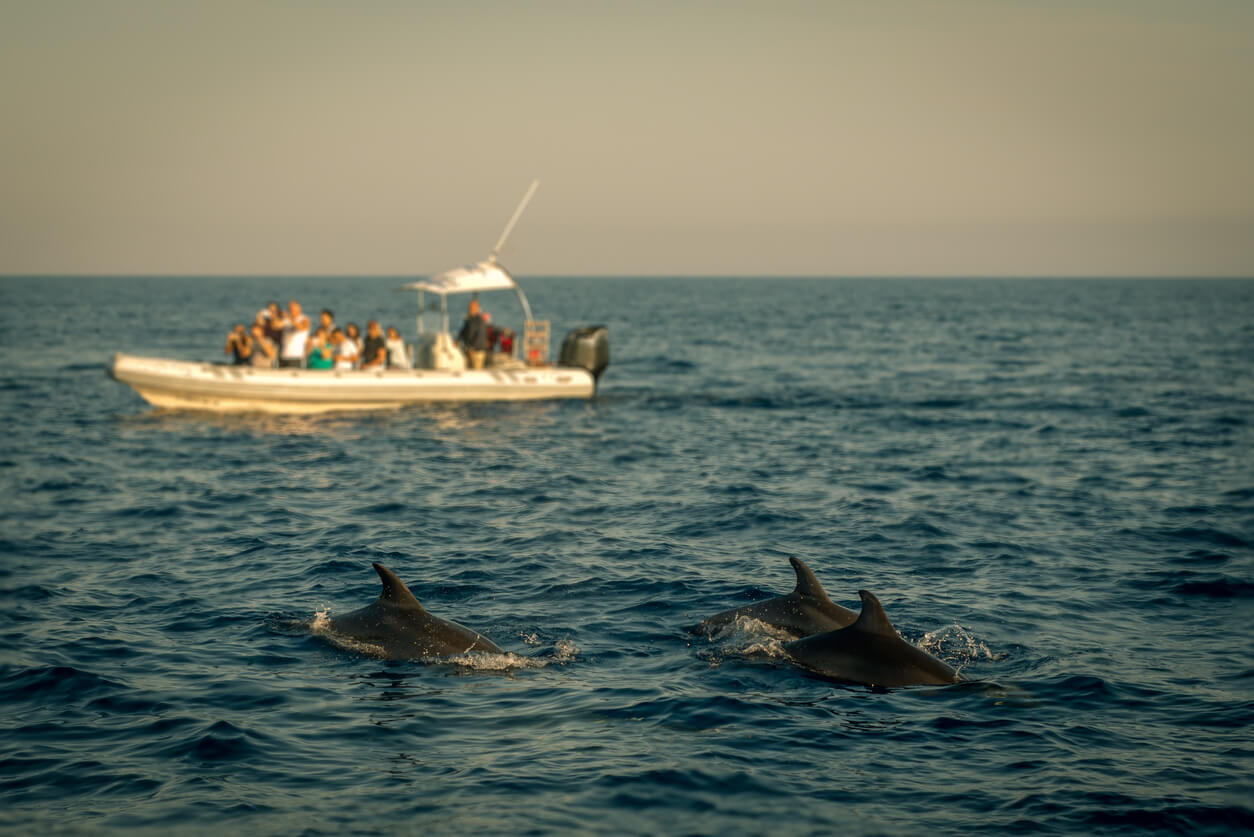 À la rencontre des dauphins en famille