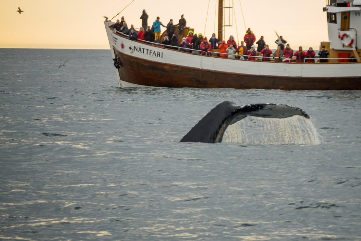 Observer les baleines au large de Húsavík