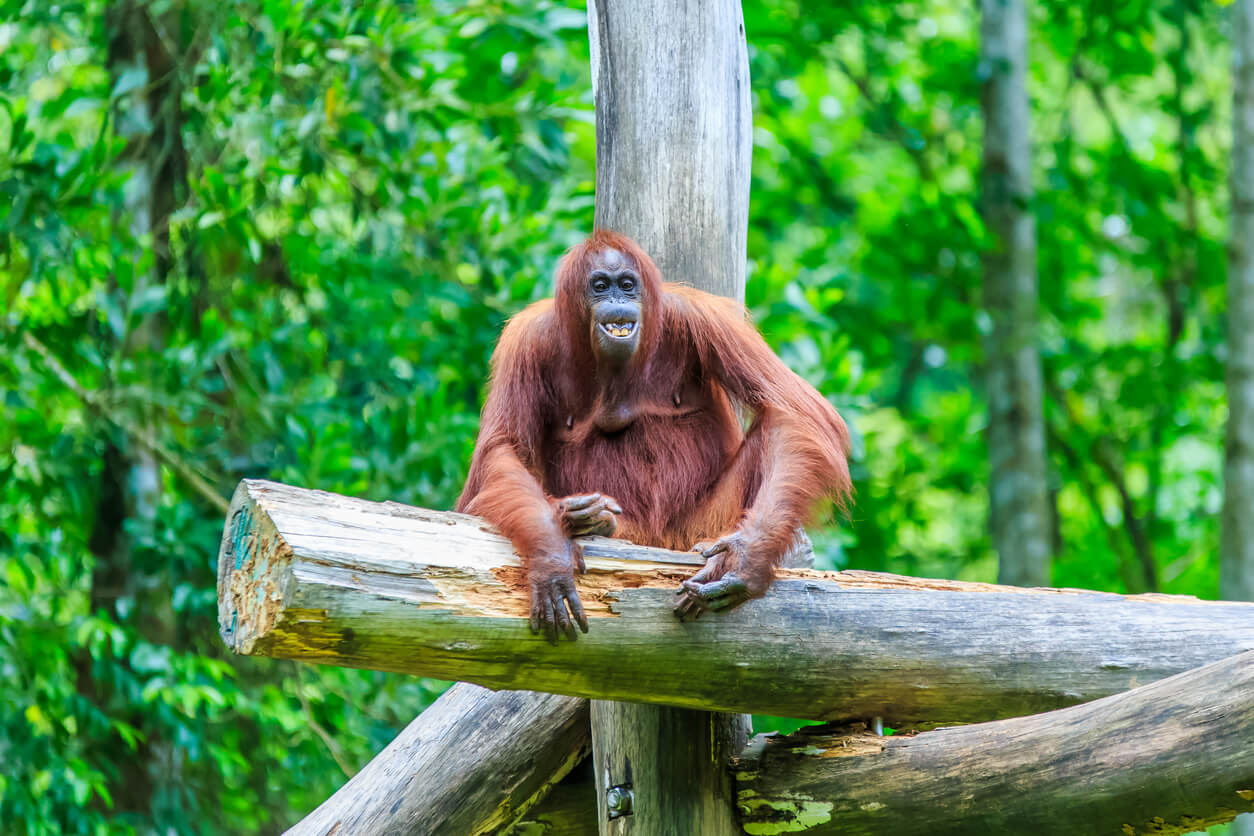 Les orangs-outans sur l'île de Bornéo en Malaisie