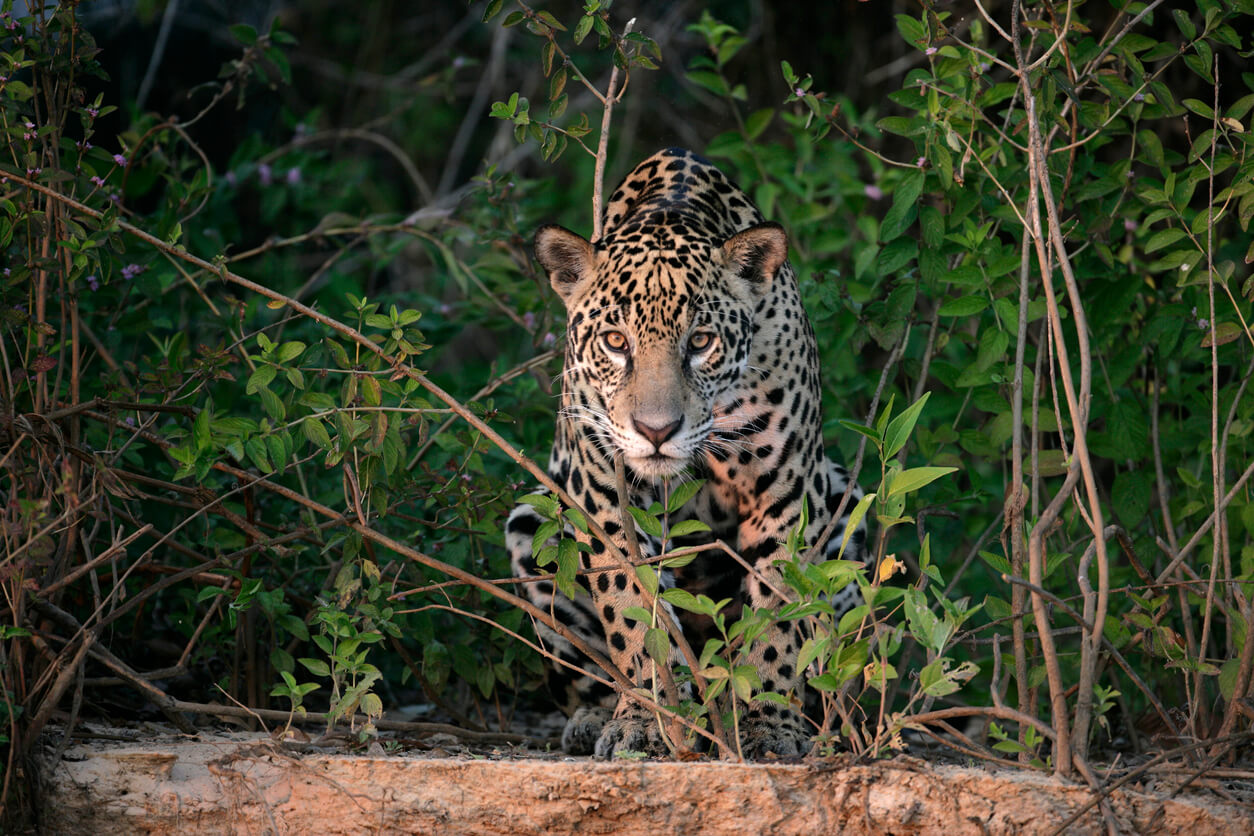 Le parc du Pantanal et ses jaguars dans le centre du Brésil